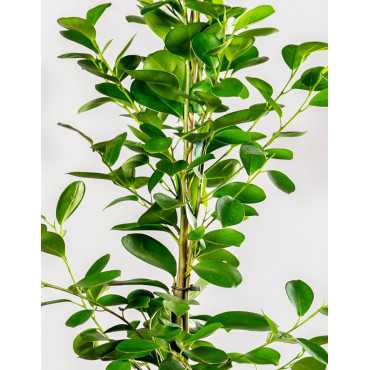 Fikus 'Moclame'