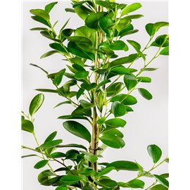 Fikus 'Moclame'