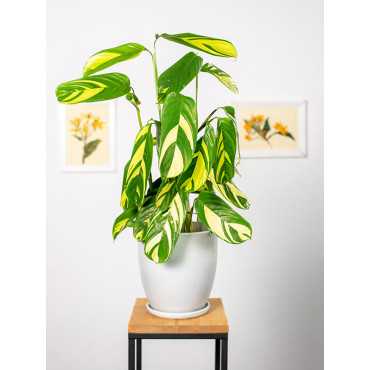 Ctenanthe 'Golden Mosaic'