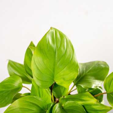 Homalomena ‘Maggy' | Mała