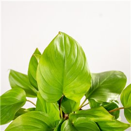 Homalomena ‘Maggy' | Mała