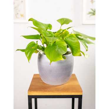 Homalomena ‘Maggy' | Mała