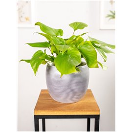 Homalomena ‘Maggy' | Mała