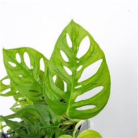 Monstera 'Monkey Mask' | Doniczka Wisząca