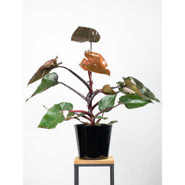 Filodendron 'Pink Princess' | Duży