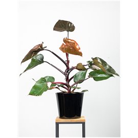 Filodendron 'Pink Princess' | Duży