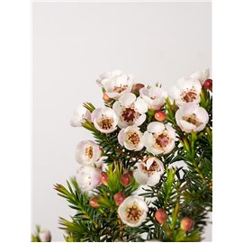 Chamelaucium 'My Sweet Si' na pniu | Małe