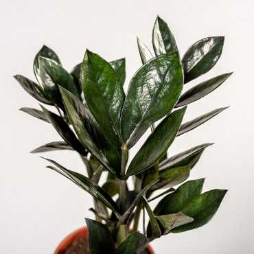 Zamiokulkas 'Supernova' | Mały