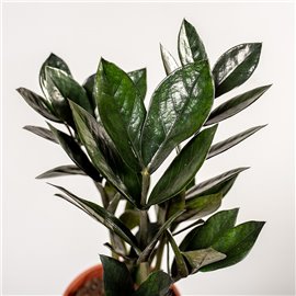 Zamiokulkas 'Supernova' | Mały