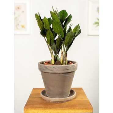 Zamiokulkas 'Supernova' | Mały