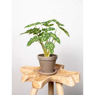 Alokazja 'Hilo Beauty' | Mała