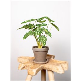 Alokazja 'Hilo Beauty' | Mała