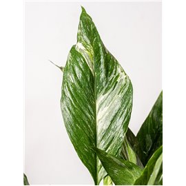 Skrzydłokwiat 'Diamond' | Mały