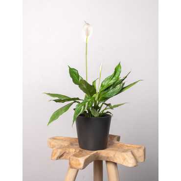 Skrzydłokwiat 'Diamond' | Mały Skrzydłokwiat 'Diamond' | Mały