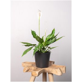 Skrzydłokwiat 'Diamond' | Mały