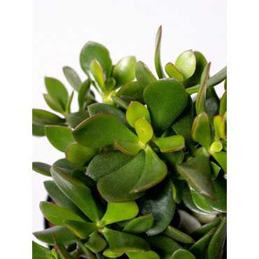 Grubosz 'Minova Magic' | Mały