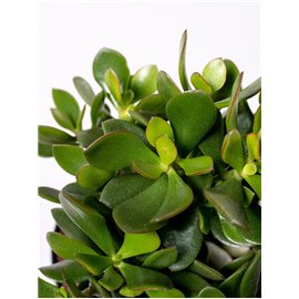 Grubosz 'Minova Magic' | Mały