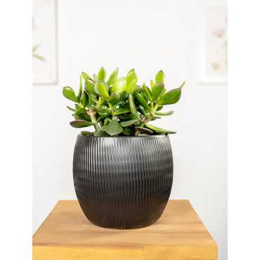 Grubosz 'Minova Magic' | Mały