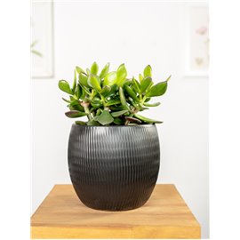 Grubosz 'Minova Magic' | Mały