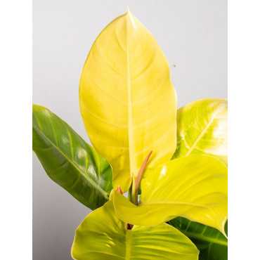 Filodendron 'Moonlight'