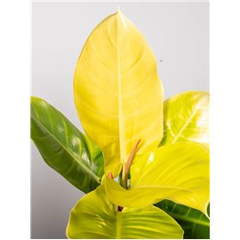 Filodendron 'Moonlight'