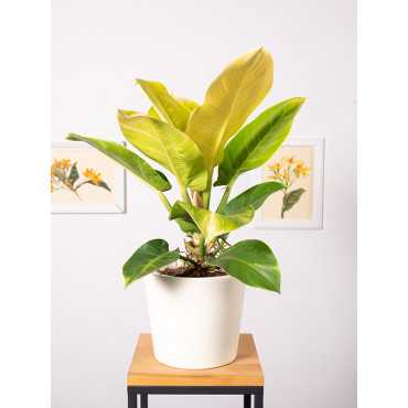 Filodendron 'Moonlight'