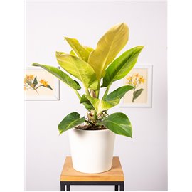 Filodendron 'Moonlight'