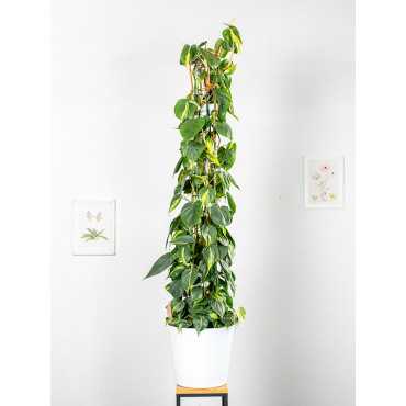 Filodendron 'Brasil' na pniu | Duży