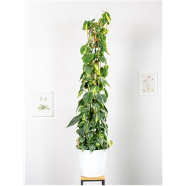 Filodendron 'Brasil' na pniu | Duży