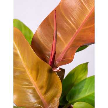 Filodendron 'Prince of Orange' | Maly