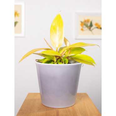 Filodendron 'Prince of Orange' | Maly