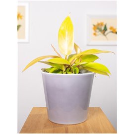 Filodendron 'Prince of Orange' | Maly