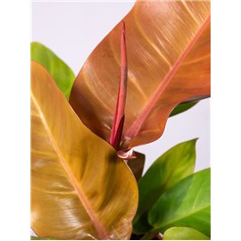 Filodendron 'Prince of Orange'