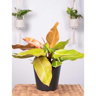 Filodendron 'Prince of Orange'