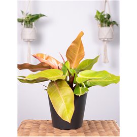 Filodendron 'Prince of Orange'