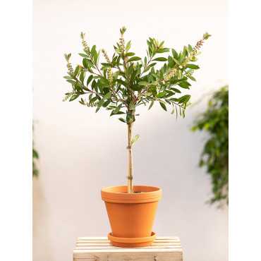 Kuflik cytrynowy na pniu