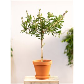 Kuflik cytrynowy na pniu