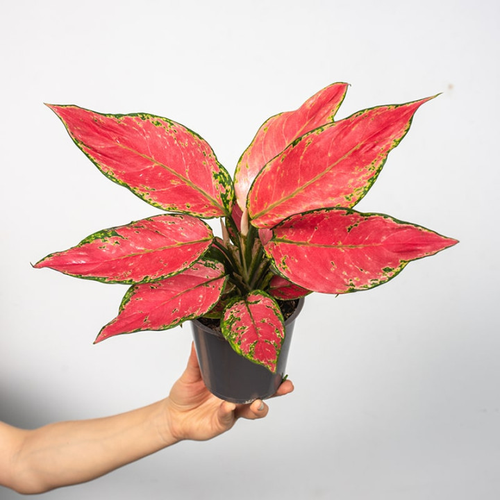 Aglonema 'Cherry Love'