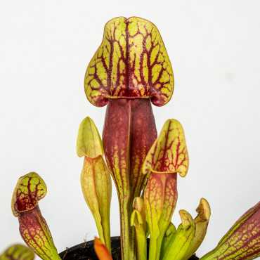 Kapturnica 'Draculata'