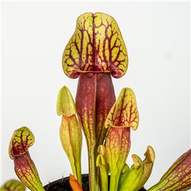 Kapturnica 'Draculata'