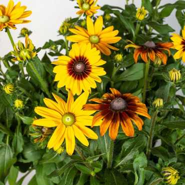 Rudbekia MIX