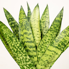 Sansewieria zeylanica Fan