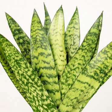 Sansewieria zeylanica Fan