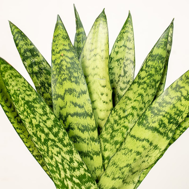 Sansewieria zeylanica Fan