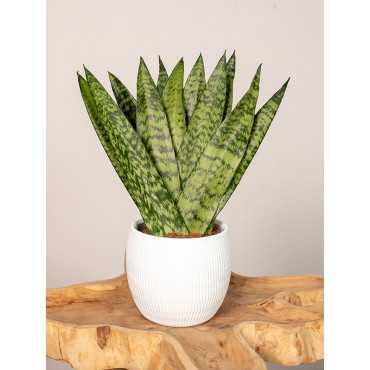 Sansewieria zeylanica Fan