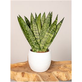 Sansewieria zeylanica Fan