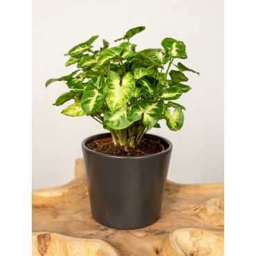 Syngonium 'Pixie'
