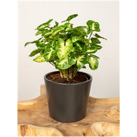 Syngonium 'Pixie'