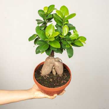 Fikus Bonsai w misie