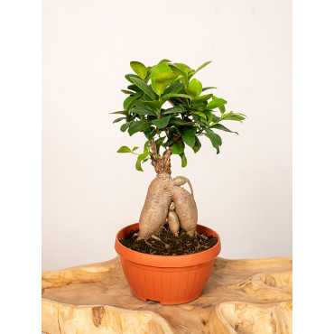 Fikus Bonsai w misie